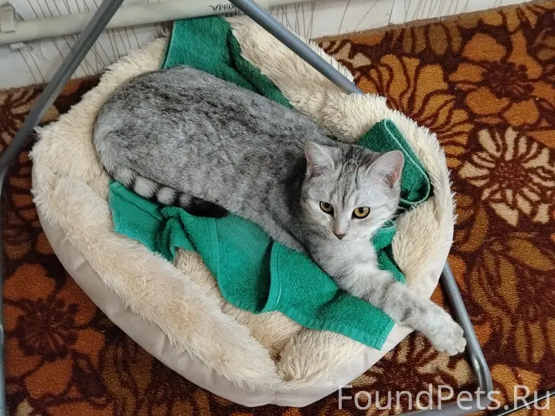 Пропали кошки, улица Корчагина