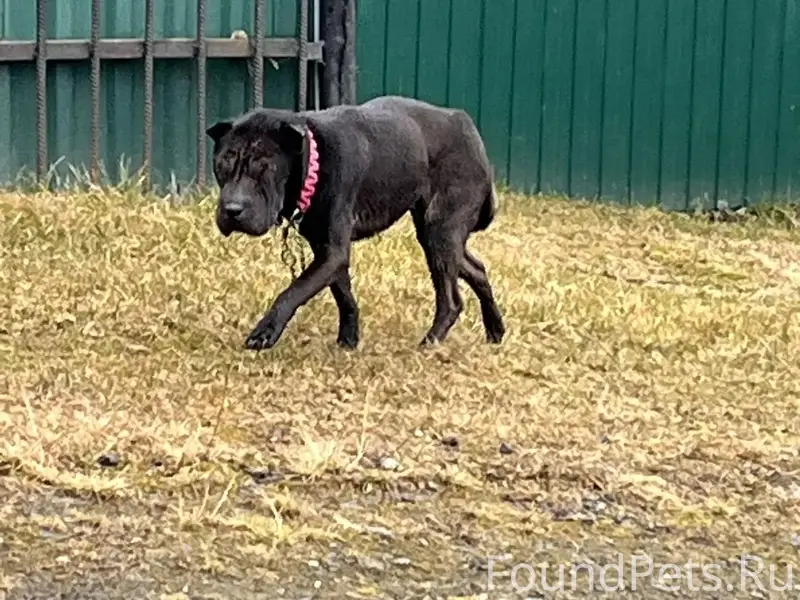 Пропала собака Юки