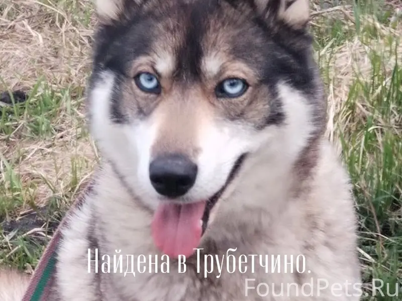 Найден тип неизвестен, без клички