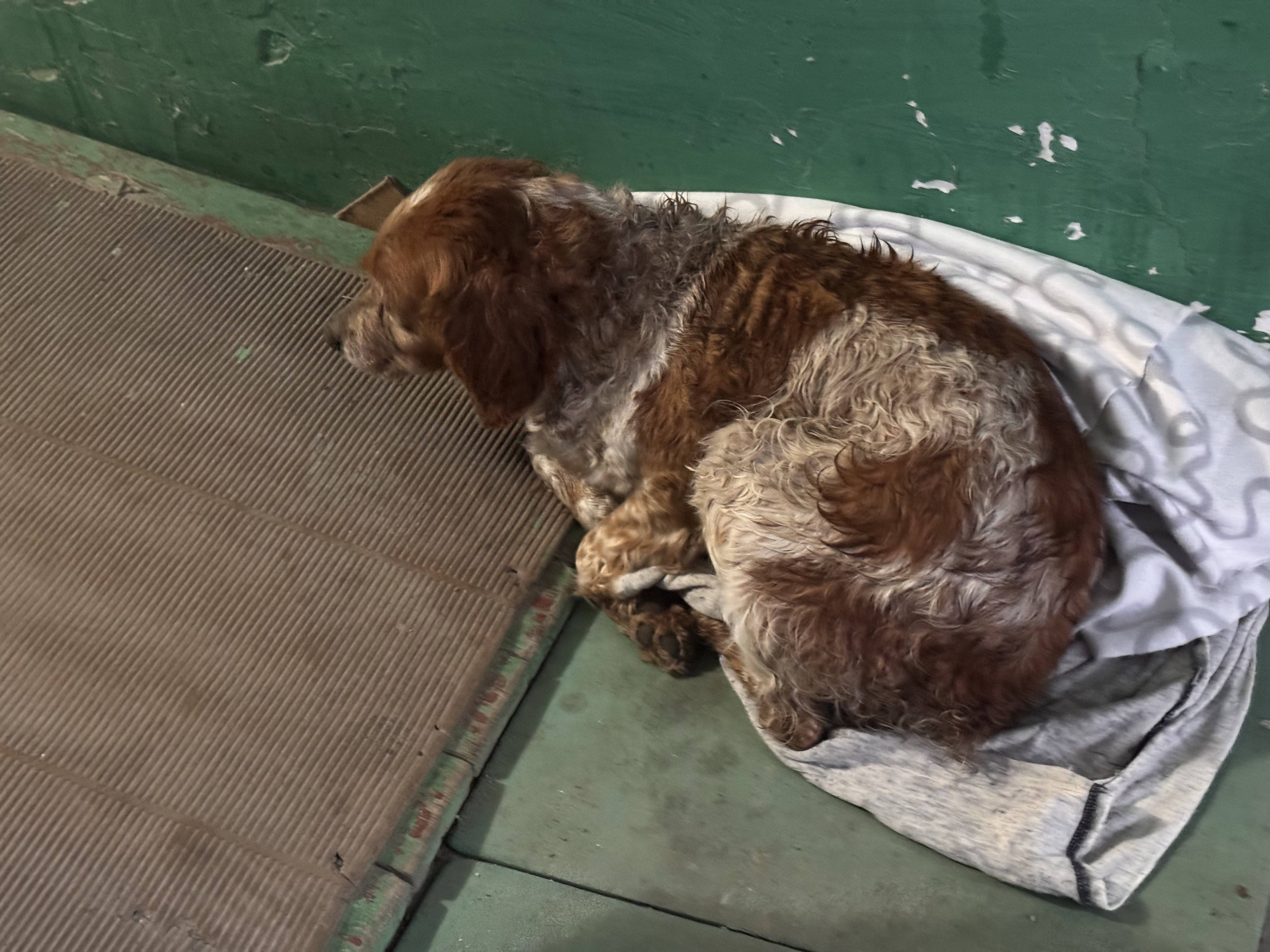 Найдена рыжая собака