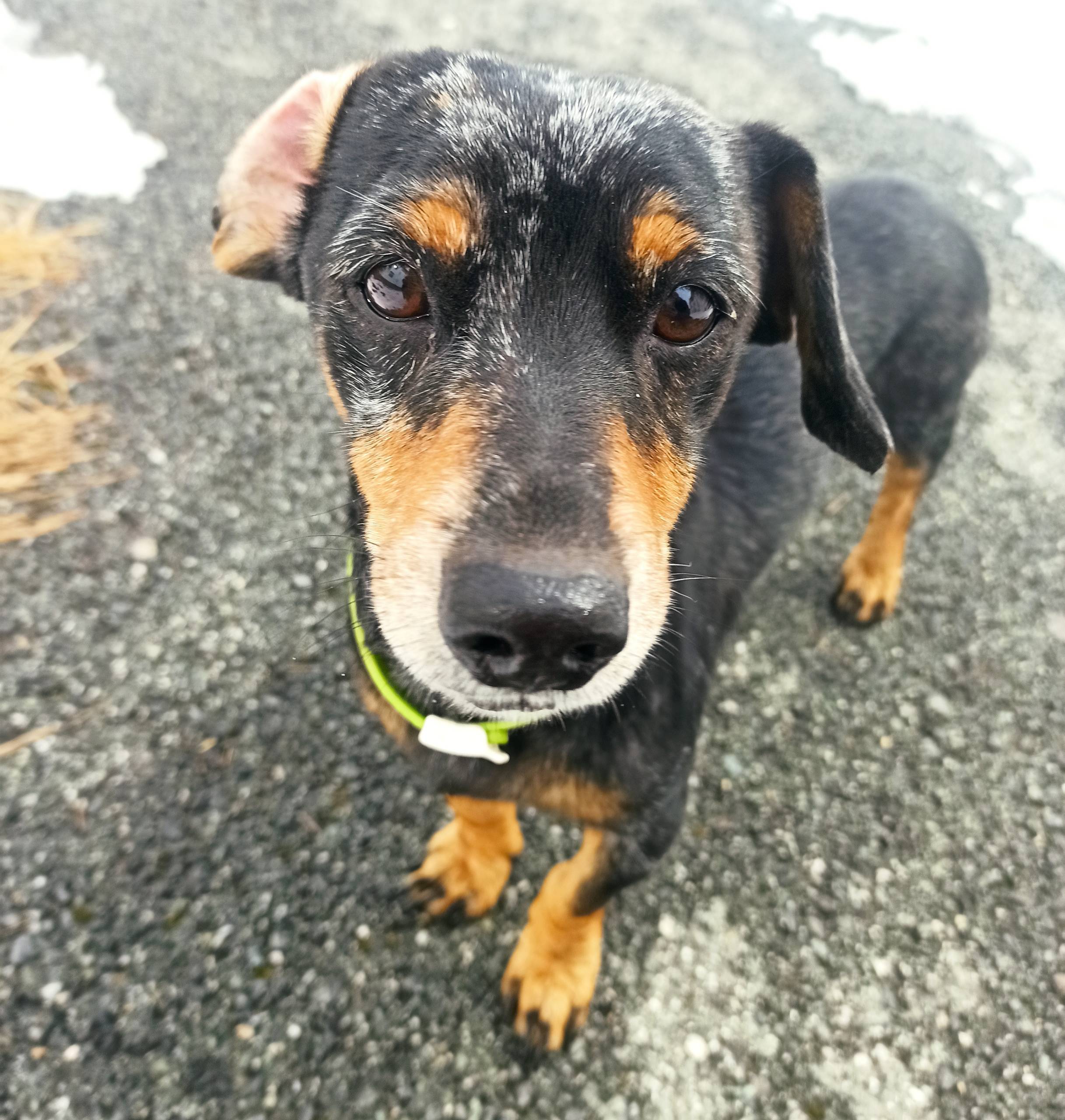 Пропала маленькая собака, помесь таксы, посёлок Ключи