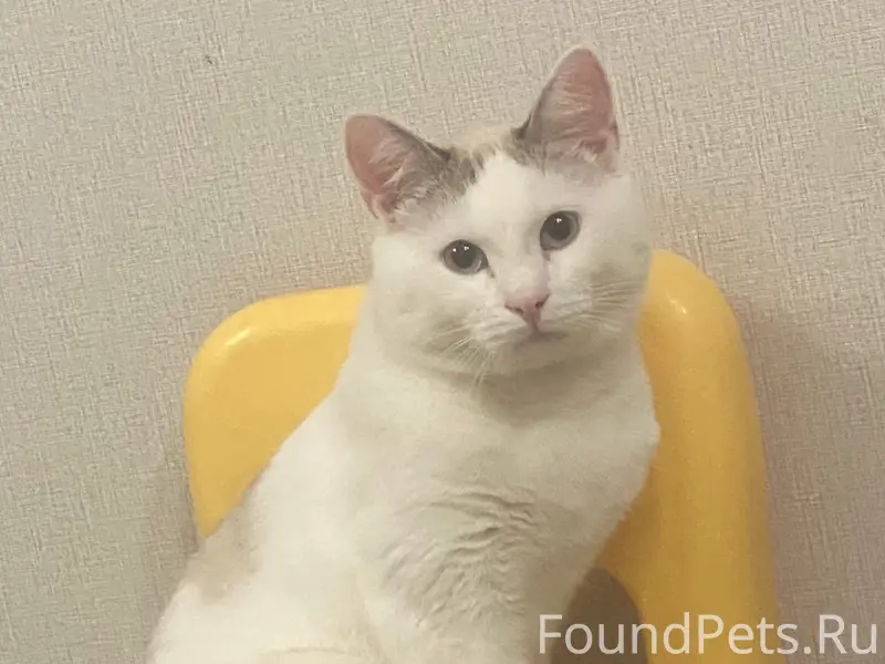 Пропал кот, переулок Южный