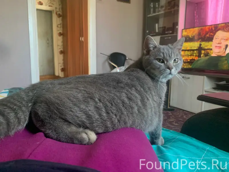 Пропал кот Финик, ул. Комсомольская