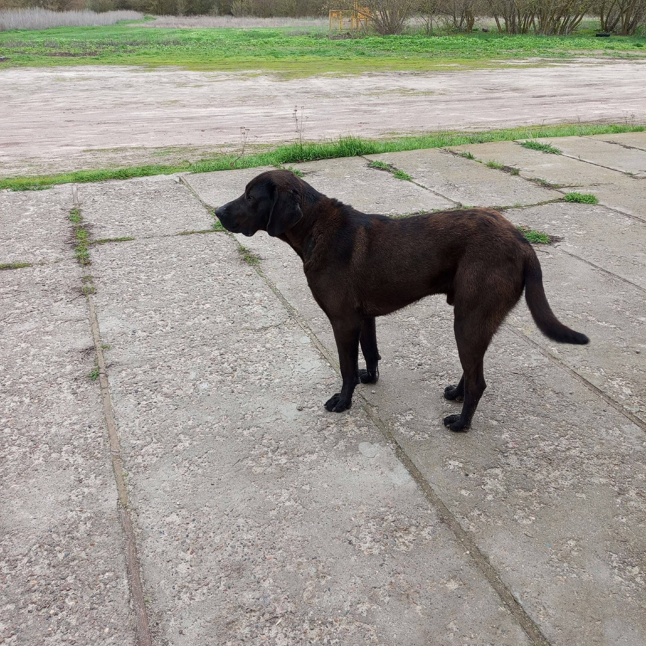 Пропали две большие собаки, Каменнобродский монастырь