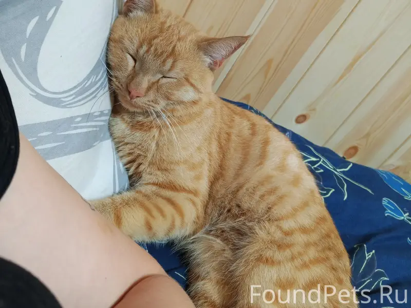 Пропал кот Лео, дача