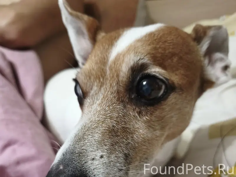 Пропала Джек Рассел Мая, район Красного Рая