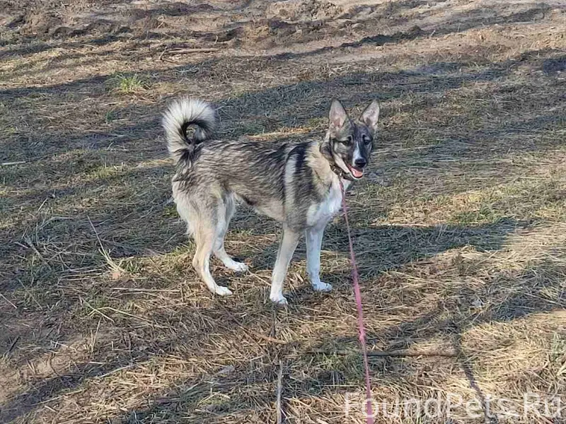 Пропала дворняжка Джесси, Полоцк