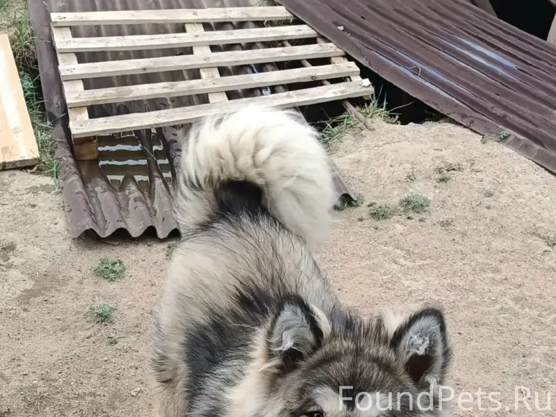 Пропал пёс, нижний саянтуй