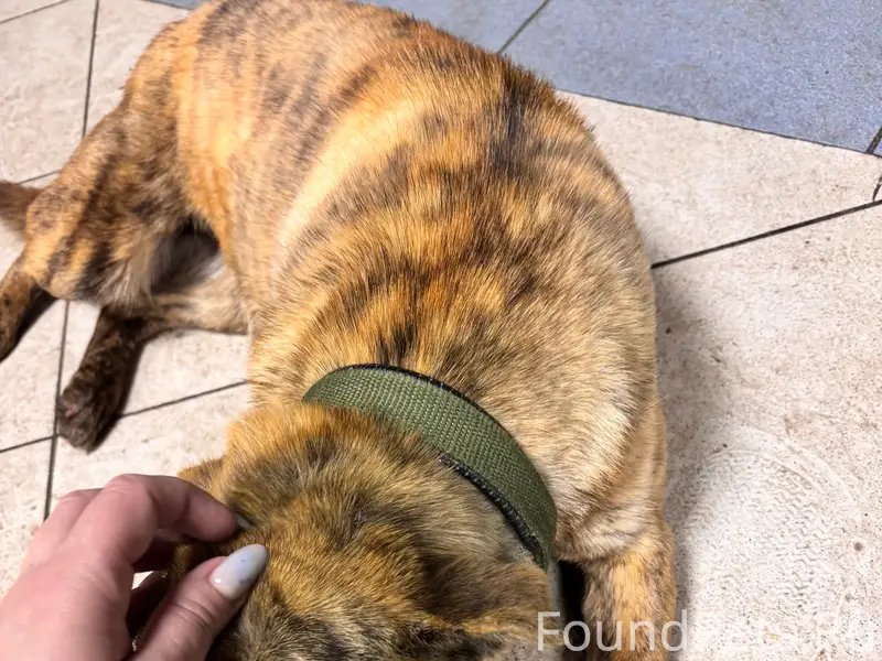 Найден тип собака, без клички