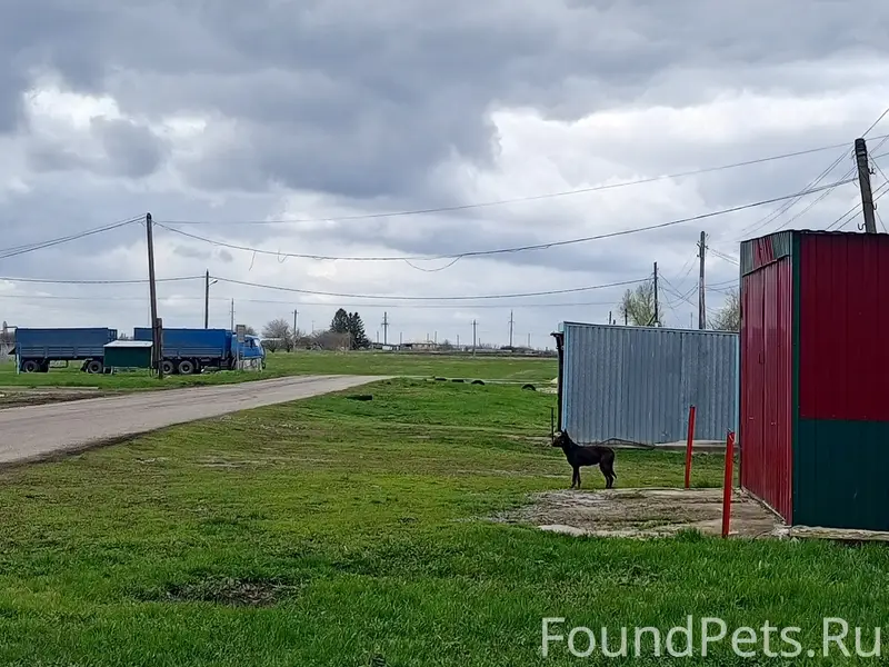 Найденна собака, Грязные