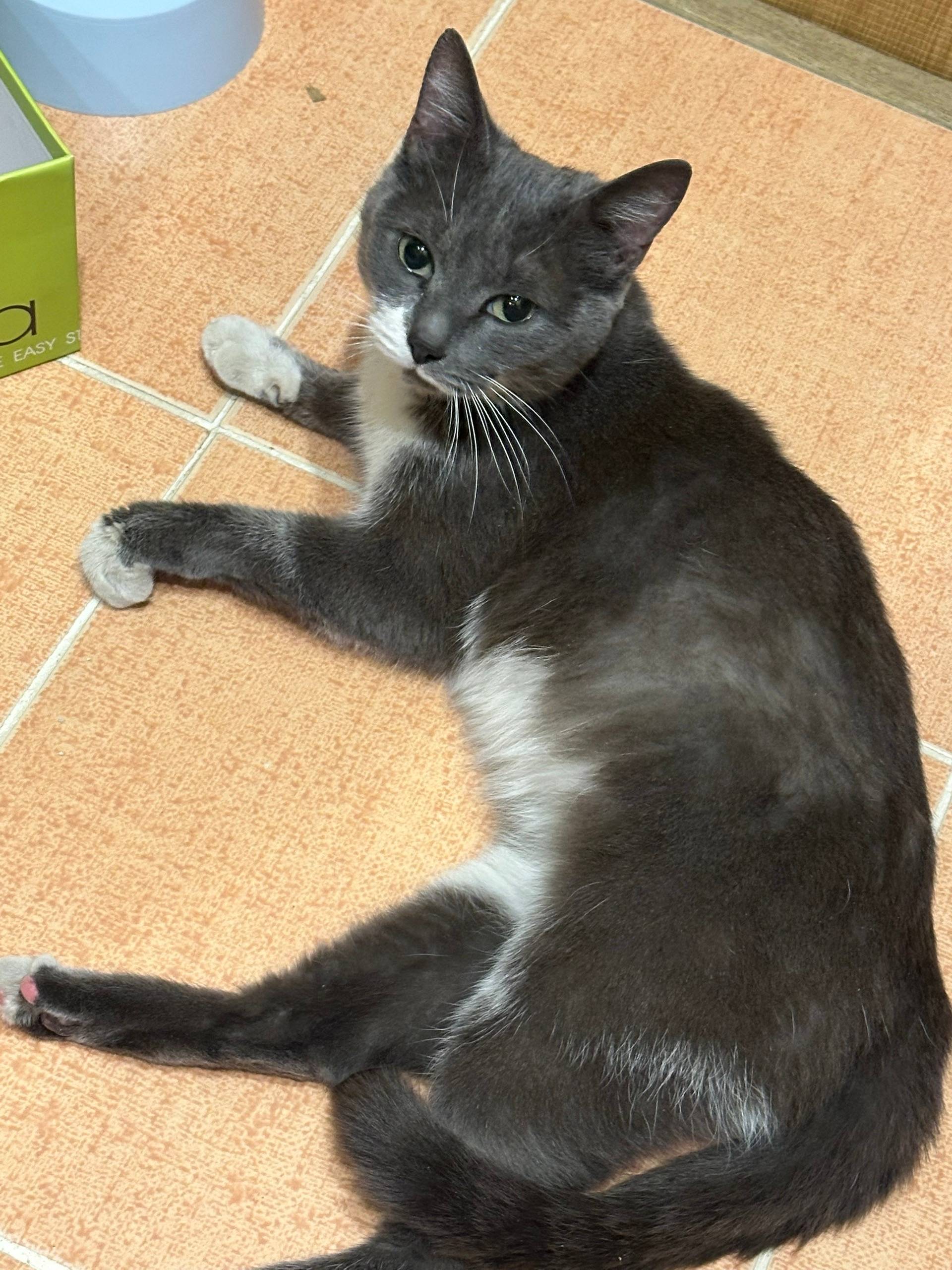 Найдена кошка, [место не указано]