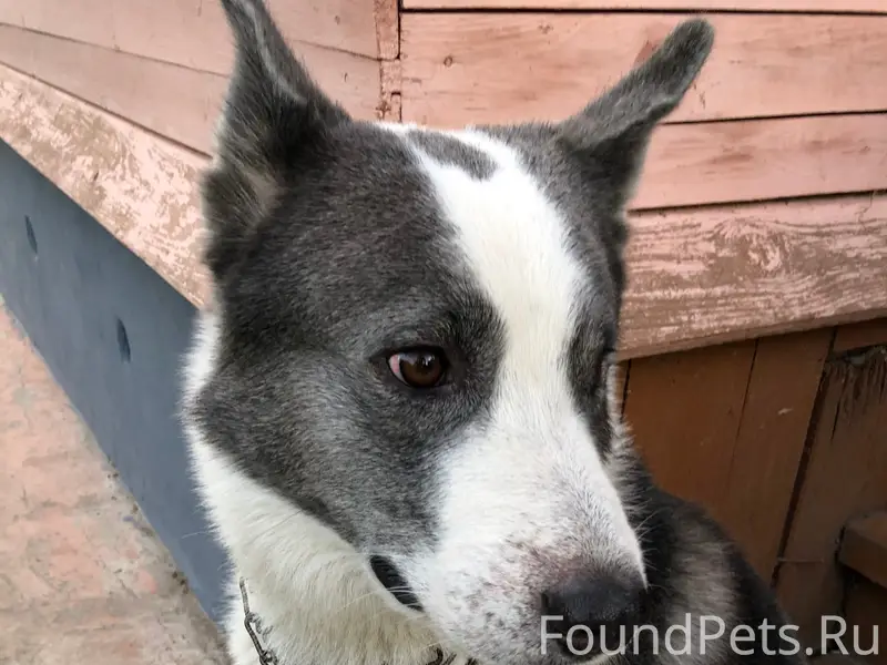 Пропал кобель Грей, Сормовский район