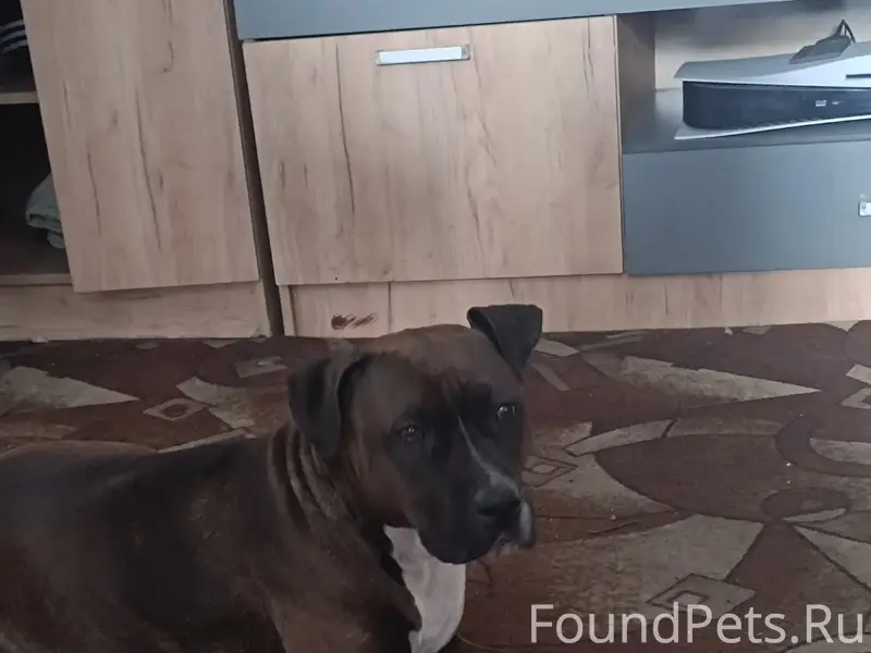 Пропала девочка амстафф Бэлла, Фёдоровка