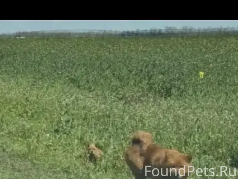 Пропала собака, поворот на Сады 6