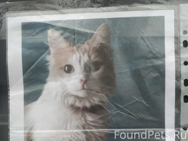 Пропала кошка Ася, улица Федерации