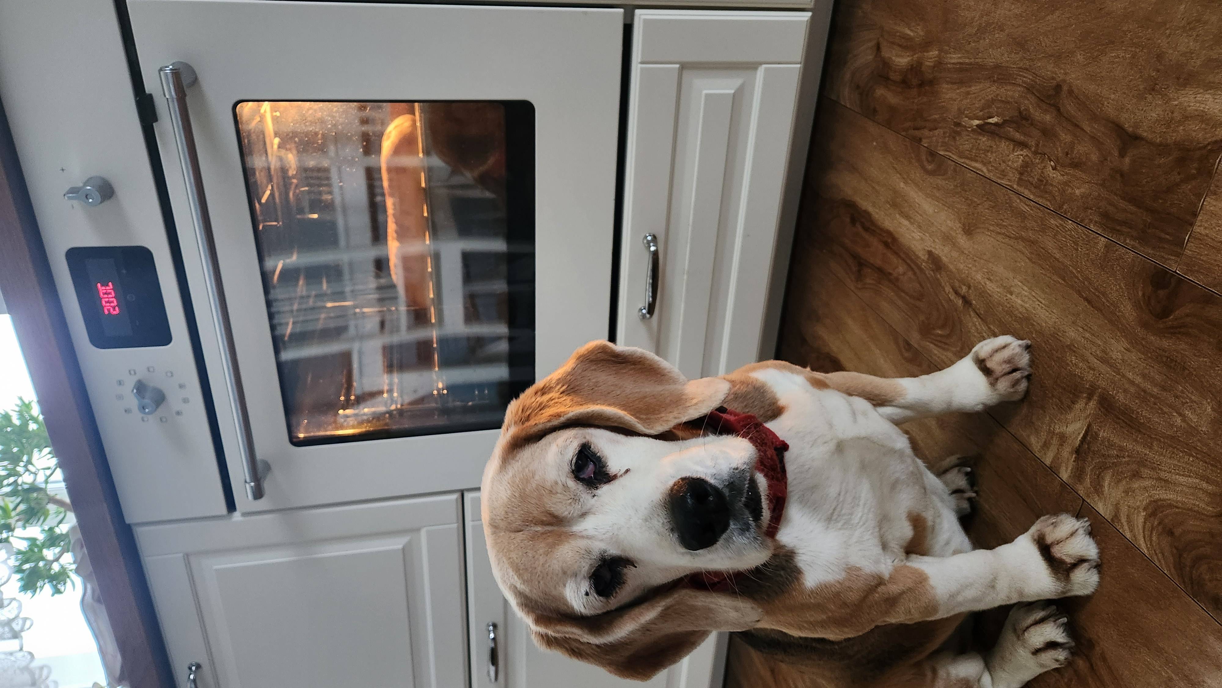 Пропала Бигль, помогите найти