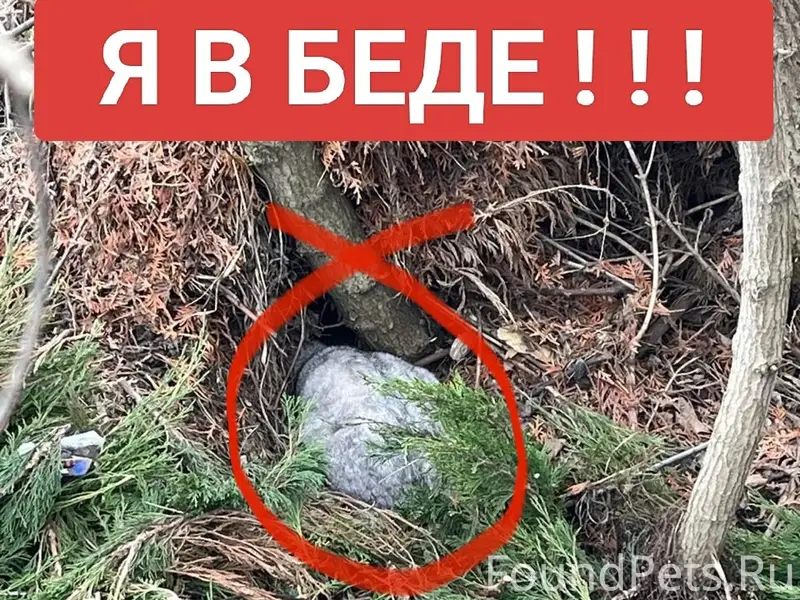 Найдена кошка, Семилукский район