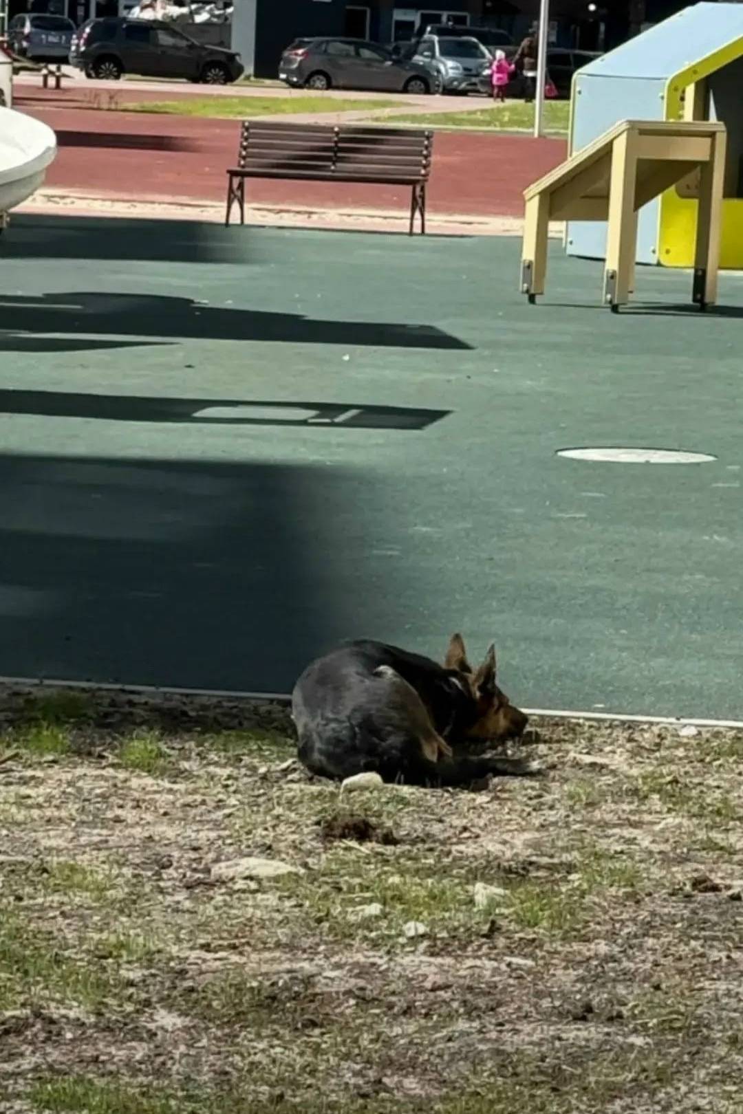 Найденна собака, Сельма, улица Елизаветинская 8