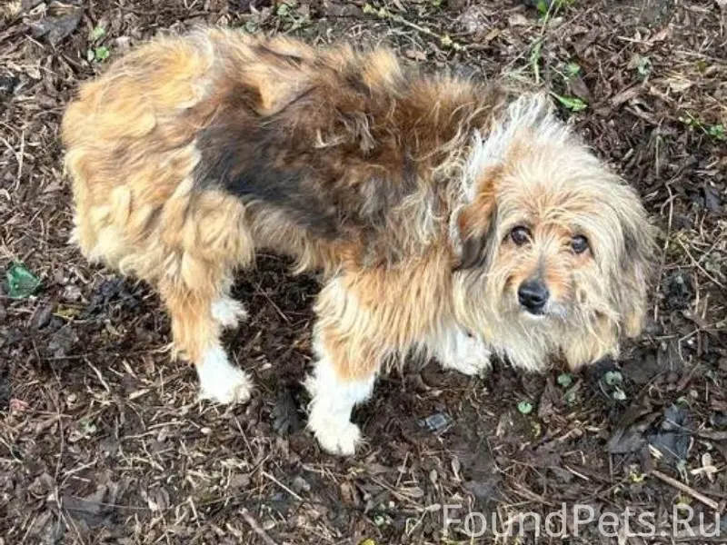 Найден метис, Мамонтовка (Пушкино мо)