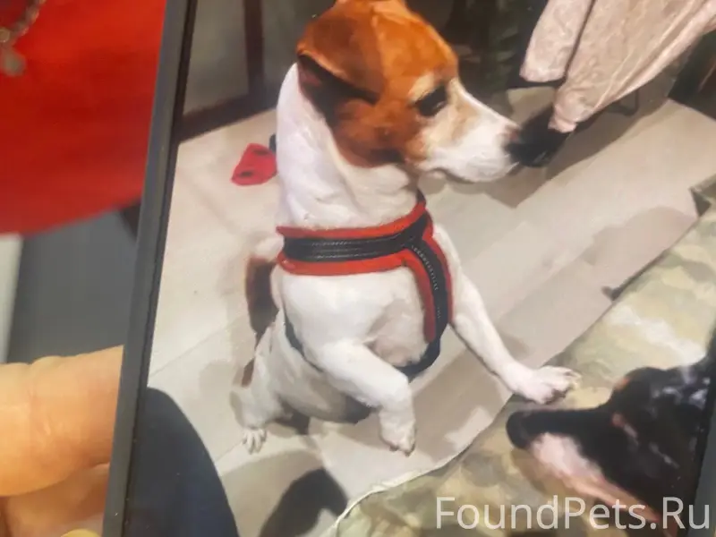 Найден тип собака, [место] Турку 24