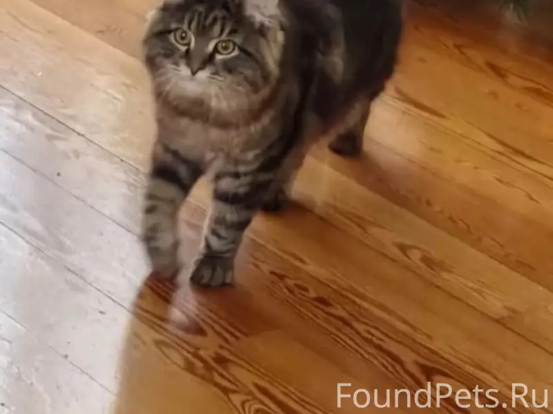 Пропал кот, Болшево, 2-й Гражданский переулок