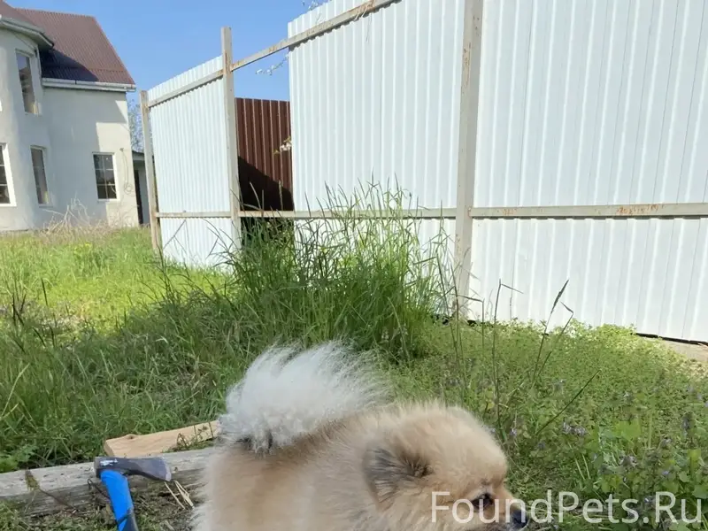 Пропал кобель, район 3 школы по улице Пушкина