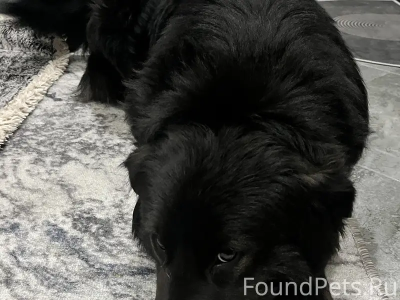 Найдена собака 