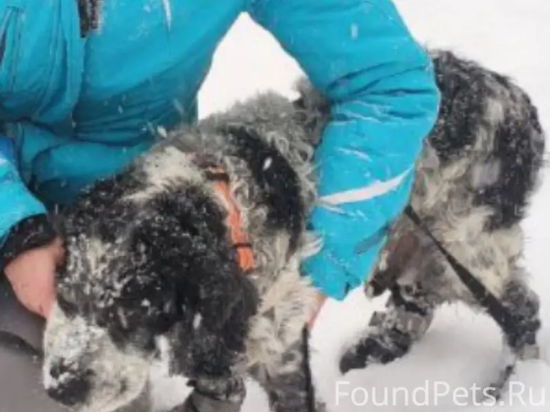 Пропал русский спаниель Семён, д. Сумино