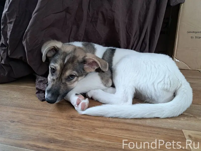 Пропала собака, неизвестна порода