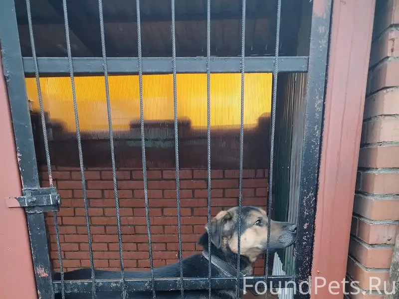 Пропал пёс, мкр Надежда