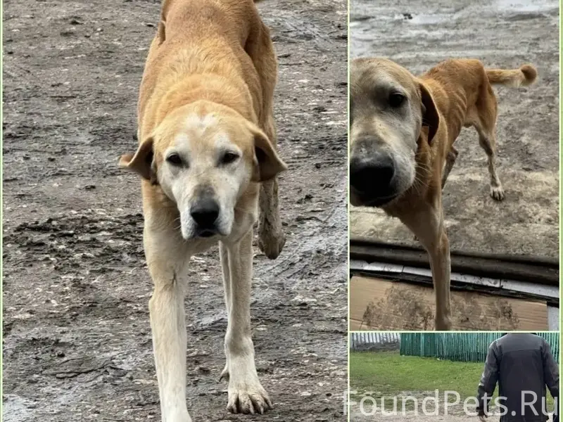 Пропала собака, с. Красный Городок