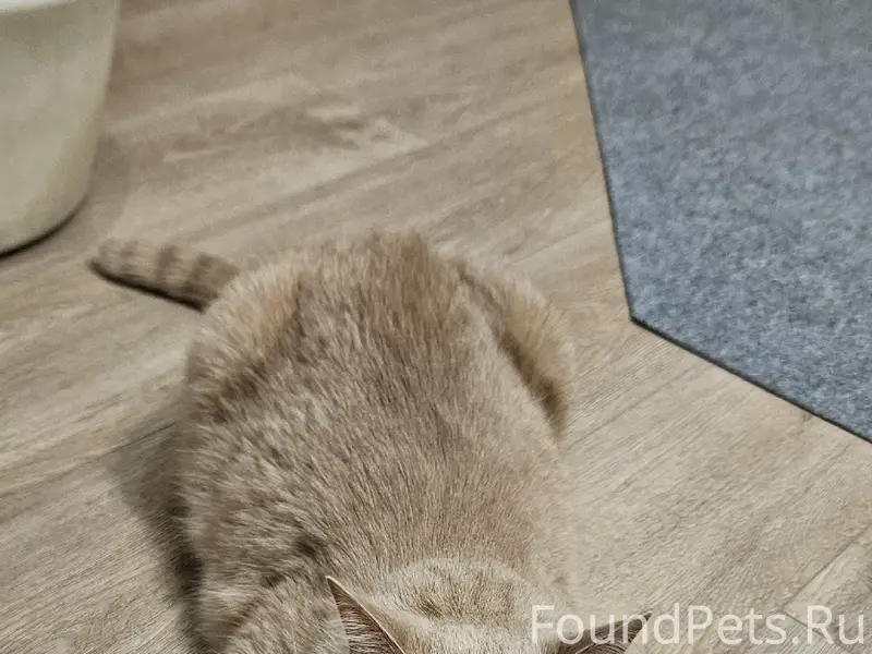 Найдена кошка, Красные Командиры-Стачек