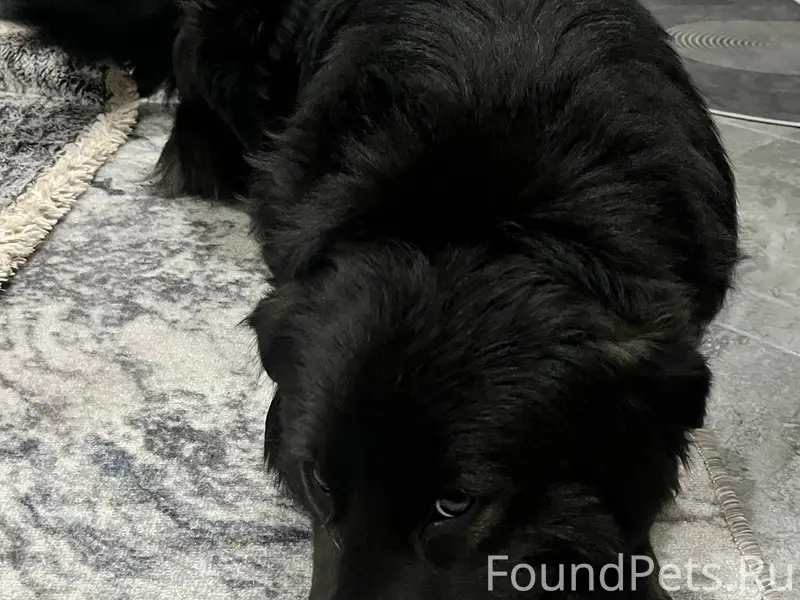 Найден пёс, Дубовое