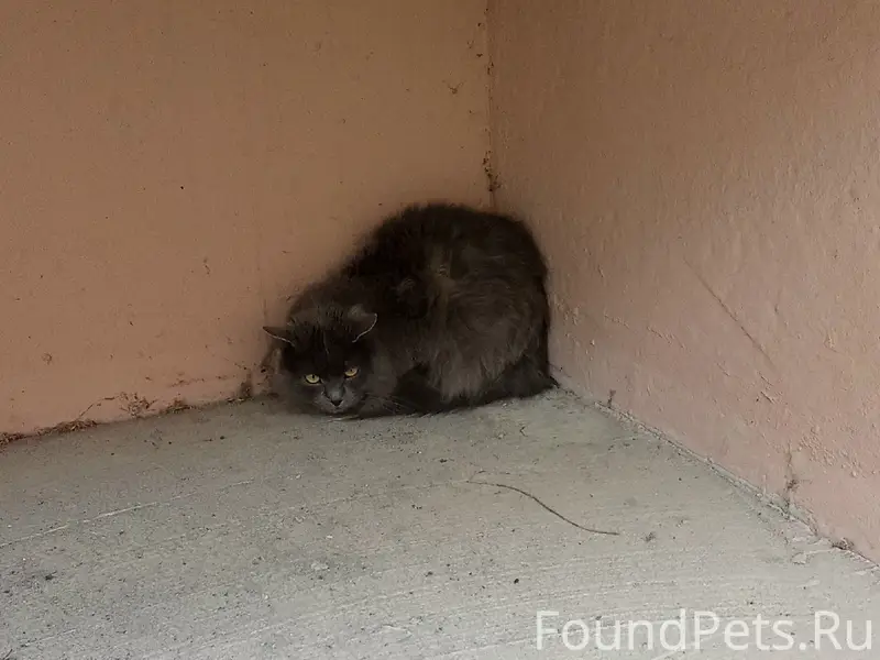 Найден кот или кошка, Воронеж, Шишкова 144Б
