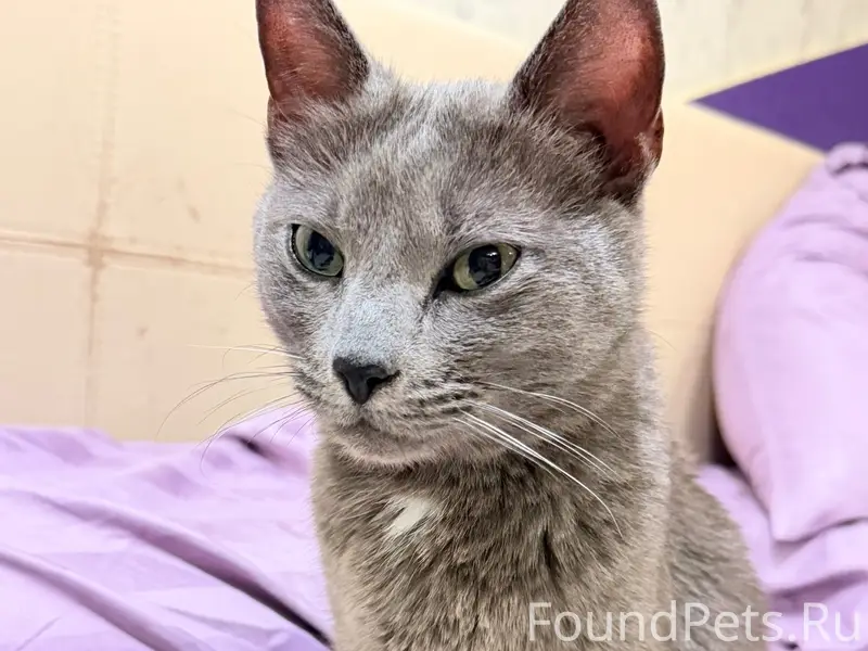 Найдена русская голубая, г. Фрязино