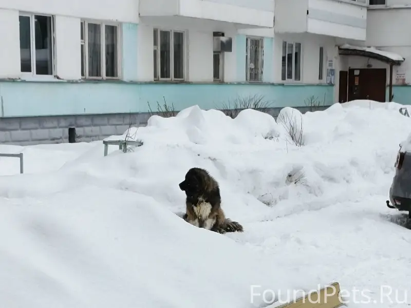 Пропала собака, с верёвкой на шее