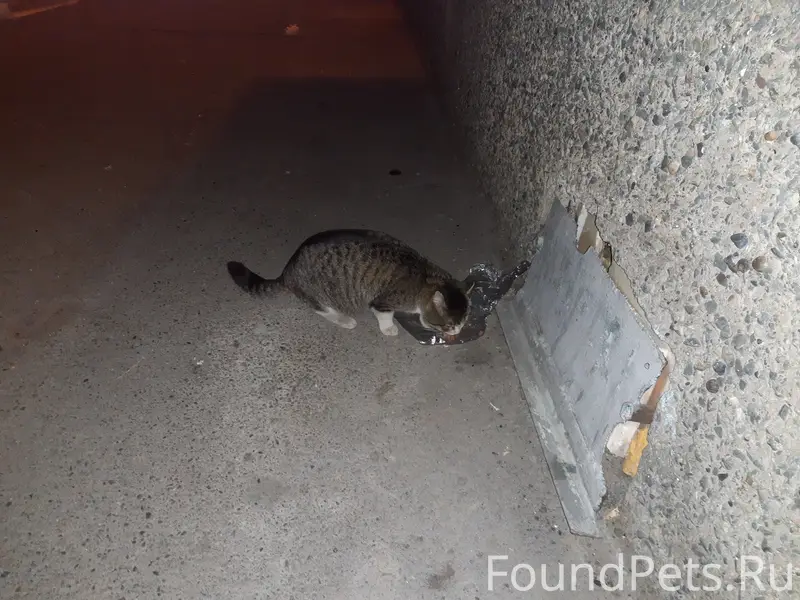 Найдена кошка, Рощино, Ферганская улица
