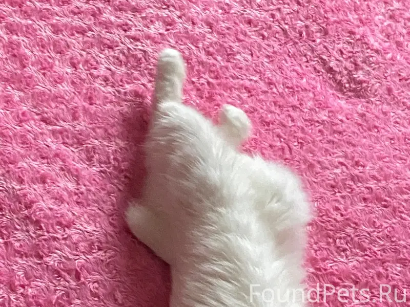 Пропала кошка Сонька, потерялась во время ремонта