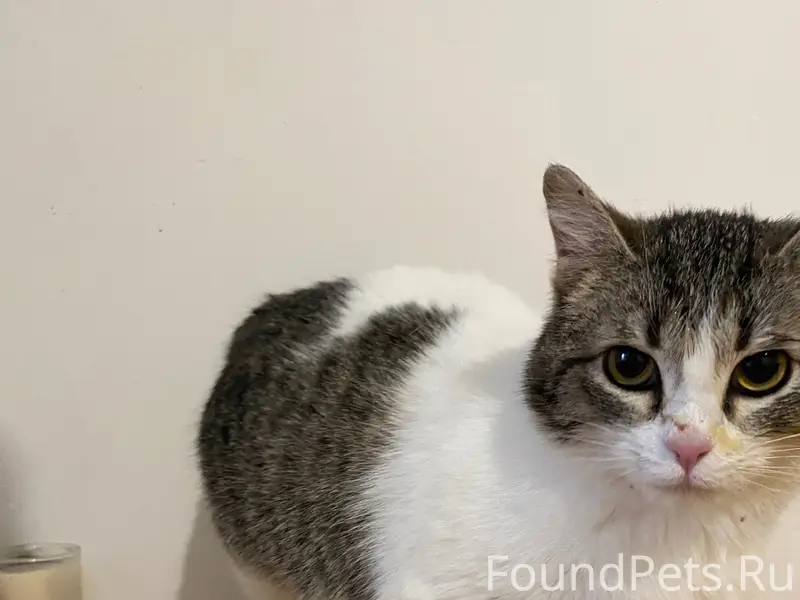 Найдена кошка, 15 мкр