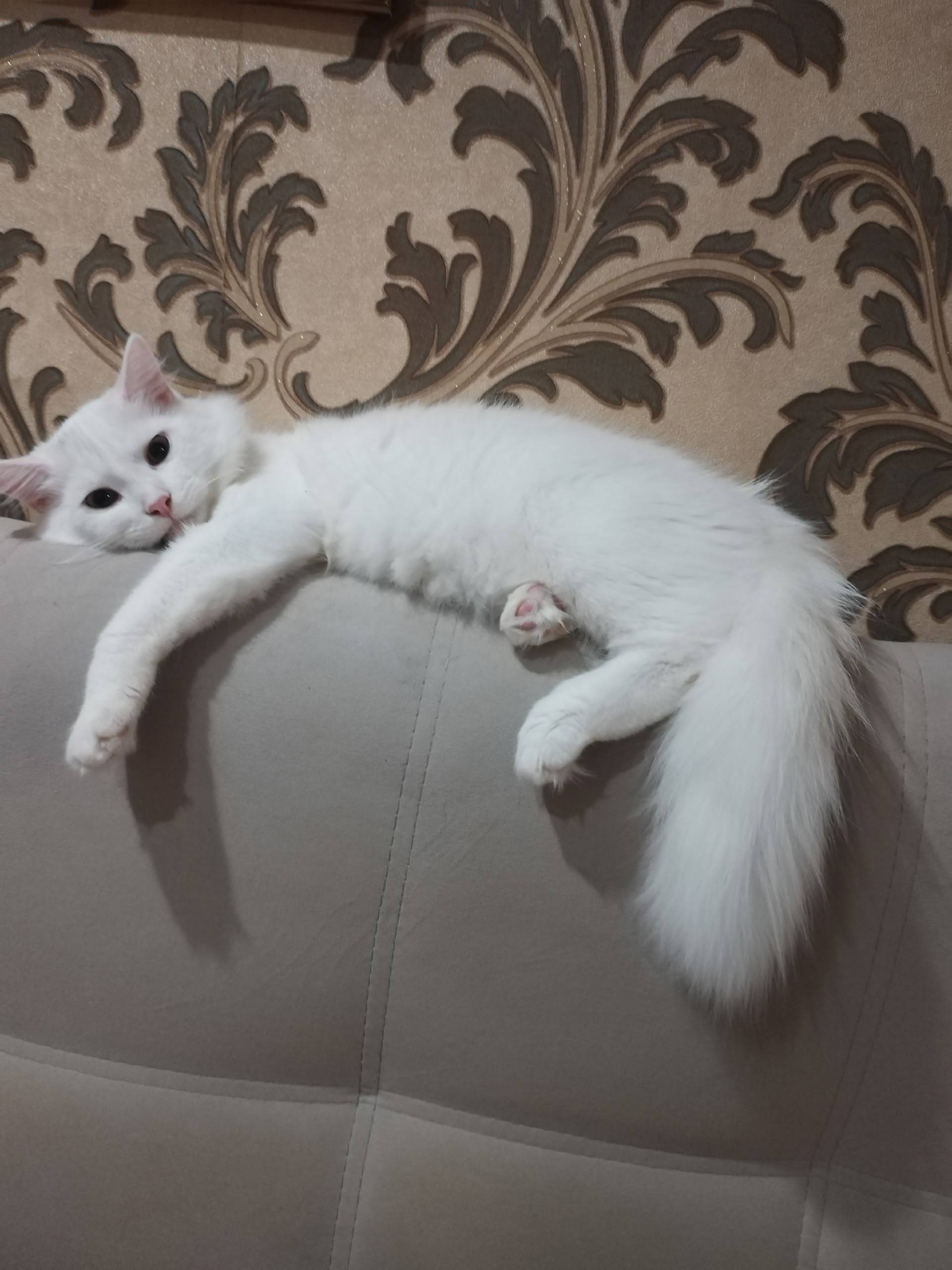 Пропал кот Беля, Заводской переулок