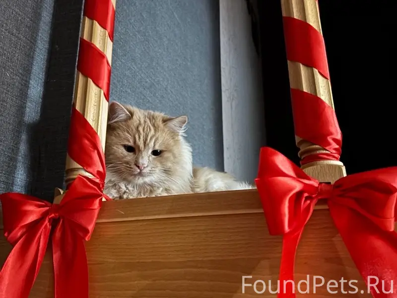 Пропал кот, район следственно комитета