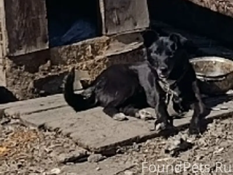 Пропала собака Аська