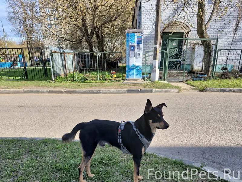 Найдена кошка, Ногинск