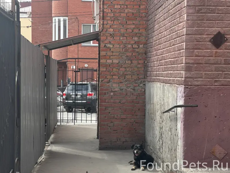 Найден пёс, 10 лет октября 70