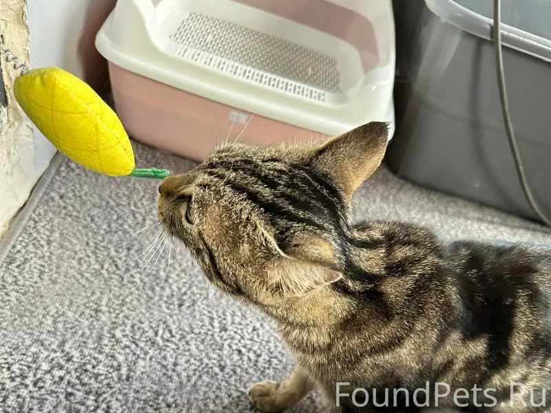 Найден котенок, Зеленое поле, Ребровка