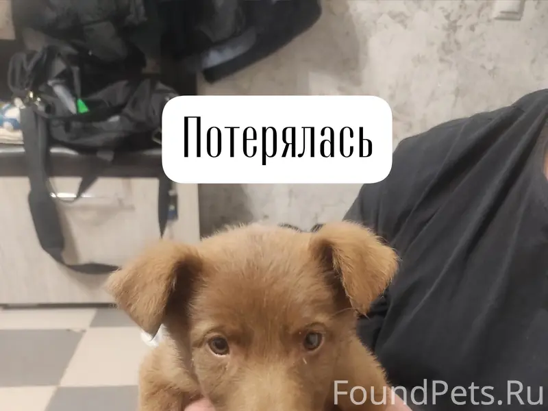 Найден щенок девочка, г. Ставрополь
