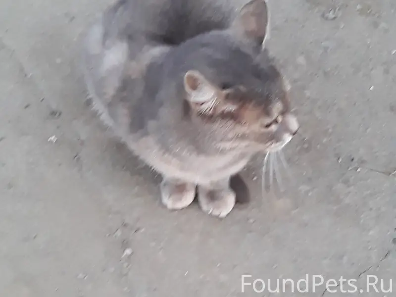 Пропала кошка, вероятно вывезли, г. Новотроицк