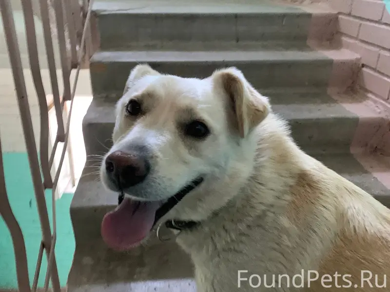 Найдена собака, Келози, Ленинградская область
