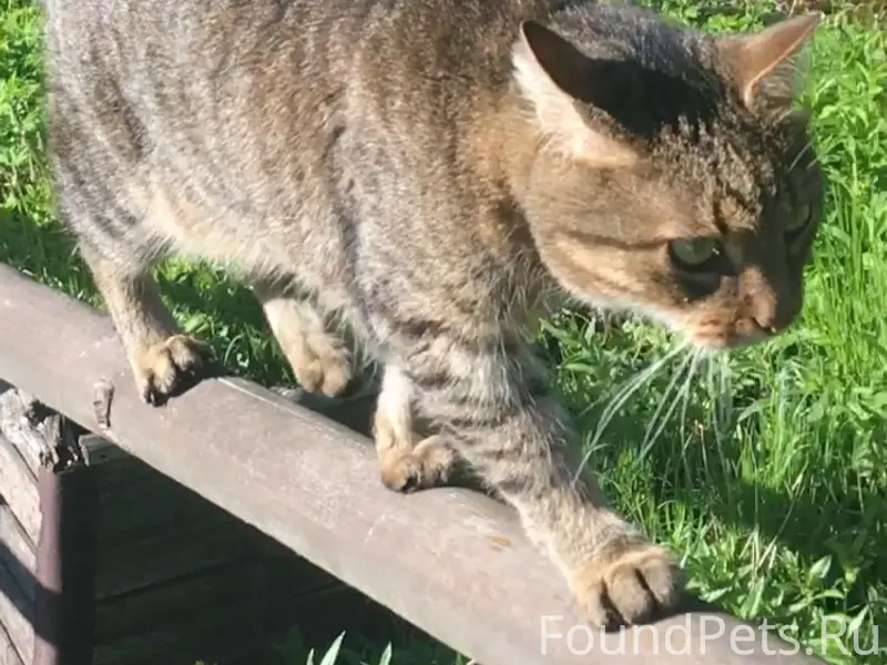 Пропал кот, Всеволожск, парк Кенша