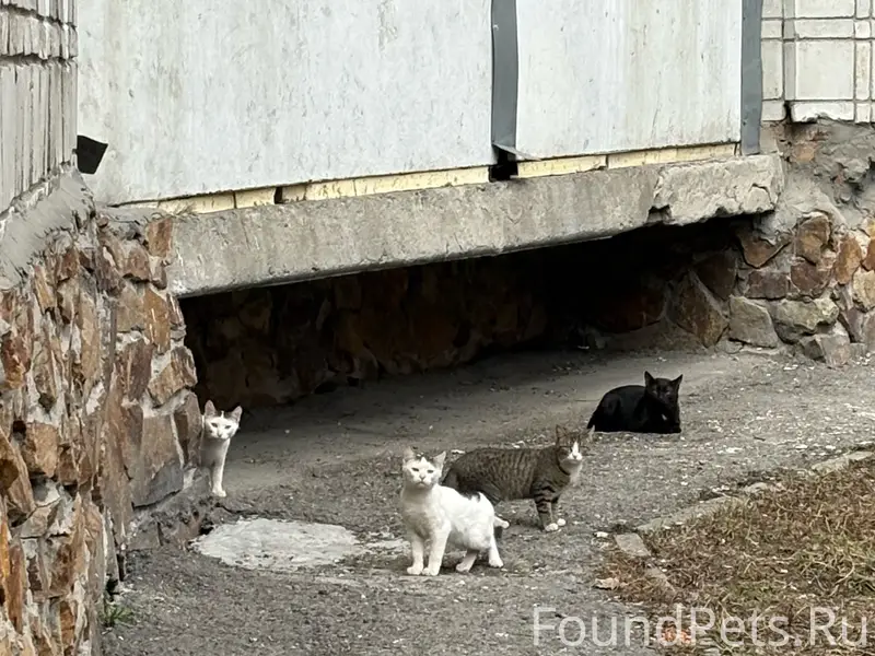Найдены кошки, Железнодорожный район